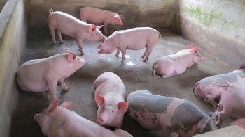 Giá heo hơi giảm nhẹ tại nhiều tỉnh miền Bắc