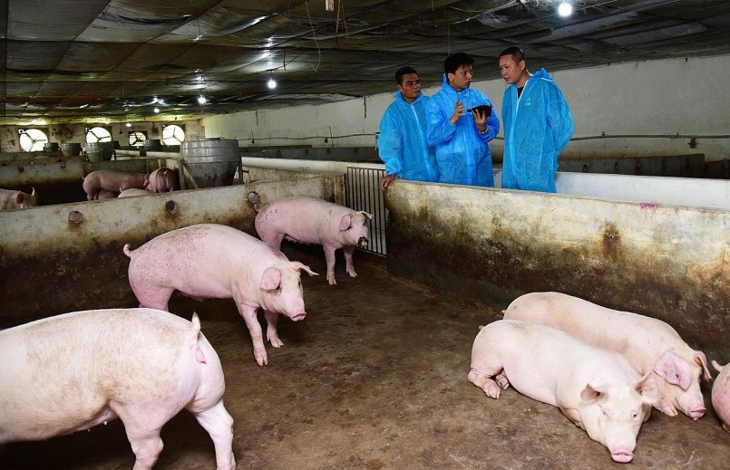 Cán bộ thú y kiểm tra tình trạng sức khỏe đàn heo và giám sát công tác an toàn sinh học nhằm ngăn chặn dịch tả heo châu Phi.