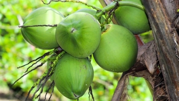 Người Mỹ mê rau quả nào của Việt Nam nhất?