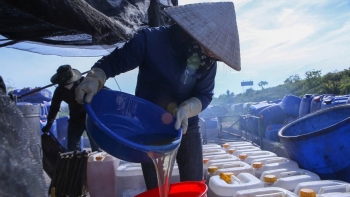 Giọt mật chắt chiu từ hoa sú: Câu chuyện thương hiệu giữa rừng xanh