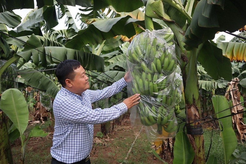 Nông dân thu hoạch chuối trong bối cảnh giá giảm sâu, đầu ra bấp bênh. Nông dân thu hoạch chuối trong bối cảnh giá giảm sâu, đầu ra bấp bênh.