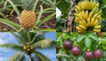 Cuộc đua tỷ đô: Chanh leo, chuối, dứa, dừa - 