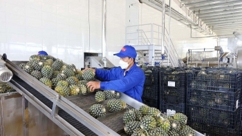 Dứa Việt được giá ở châu Âu: Cơ hội hay giấc mơ tỷ đô?