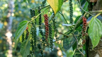 Giá hồ tiêu sáng nay giảm nhẹ, doanh nghiệp cần khơi thông thủ tục xuất khẩu