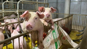 Giá heo hơi giảm sâu: Cảnh báo khủng hoảng kép