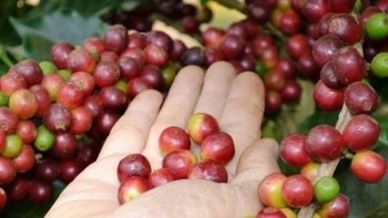 Giá cà phê trong nước hôm nay 19/7: Giảm nhẹ nhưng vẫn giữ vùng cao kỷ lục