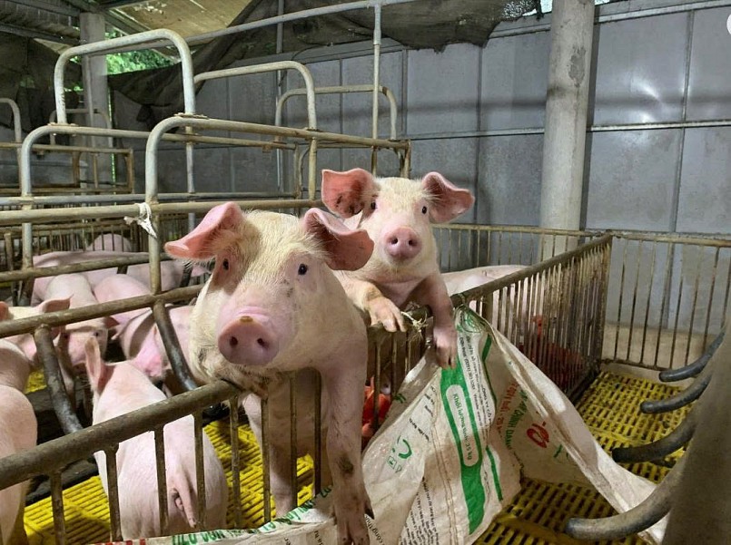 đà giảm vẫn đang kéo dài trên thị trường heo hơi cả nước.