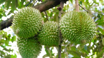 Rau quả Việt Nam lấy lại đà tăng: Sầu riêng hồi phục, chanh leo và dừa bứt tốc
