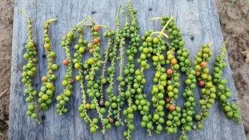 Giá tiêu sáng nay 20/7: Quay đầu giảm nhẹ, thị trường thận trọng trước biến động