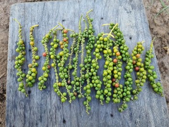 Giá tiêu sáng nay 20/7: Quay đầu giảm nhẹ, thị trường thận trọng trước biến động