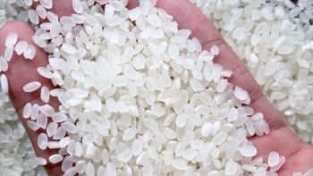 Quảng bá thương hiệu “Gạo Việt xanh phát thải thấp”: Cơ hội vàng để bứt phá toàn cầu