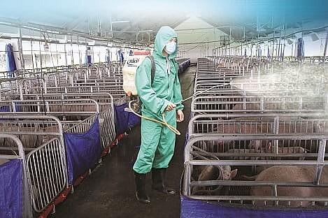 Nhân viên thú y phun khử trùng khu vực xuất hiện ổ dịch tả heo châu Phi nhằm ngăn chặn virus lây lan ra diện rộng theo chỉ đạo khẩn từ Chính phủ.