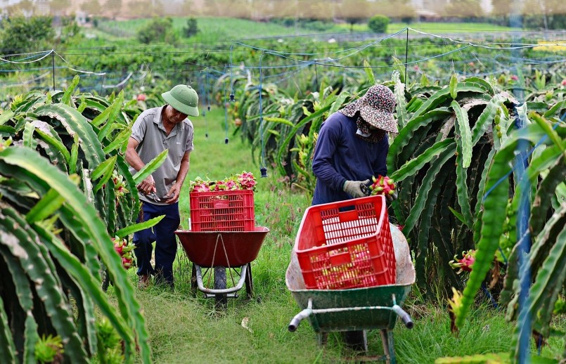 Nông dân thu hoạch thanh long tại vùng trồng trọng điểm, nhưng sản phẩm chủ yếu xuất thô khiến giá trị chưa được nâng cao. Nông dân thu hoạch thanh long tại vùng trồng trọng điểm, nhưng sản phẩm chủ yếu xuất thô khiến giá trị chưa được nâng cao.