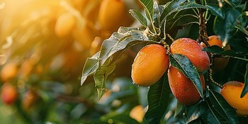 Nông sản Việt: Thay đổi tư duy để thoát vòng luẩn quẩn “được mùa, mất giá”