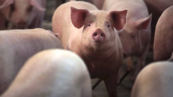 Heo hơi tiếp tục hạ giá, nhiều nơi xuống sát mức 60.000 đồng/kg