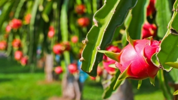 Xây dựng thương hiệu nông sản Việt: Thách thức từ rào cản thủ tục