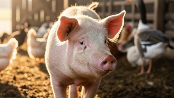 Giá heo hơi lao dốc, ngành chăn nuôi đối mặt nỗi lo kép từ dịch bệnh