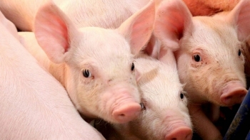Giá heo hơi đi ngang: Sức tiêu thụ yếu, nguồn cung vẫn dư thừa