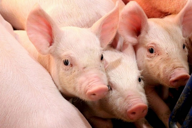 thị trường heo hơi vẫn kéo dài xu hướng đi xuống tại cả ba miền. thị trường heo hơi vẫn kéo dài xu hướng đi xuống tại cả ba miền.