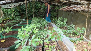 Quốc bảo sâm Ngọc Linh trước thách thức thiên tai: Bài toán bảo tồn và phát triển bền vững