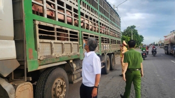 Gia Lai: Tạm giữ xe chở 54 con lợn nghi nhiễm dịch tả lợn châu Phi