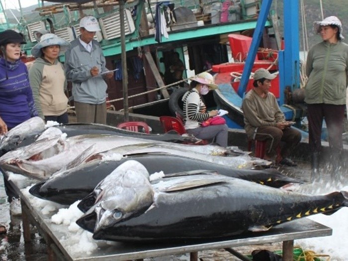 Thủ tướng chỉ đạo tháo gỡ khó khăn cho ngành cà phê và cá ngừ Thủ tướng chỉ đạo tháo gỡ khó khăn cho ngành cà phê và cá ngừ