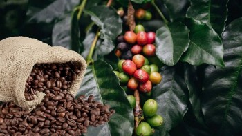 Thủ tướng Chính phủ chỉ đạo tháo gỡ “nút thắt” cho ngành cà phê và cá ngừ