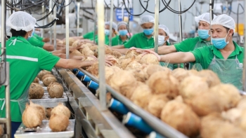 Ngành dừa Việt Nam: Từ tăng giá đến tăng giá trị