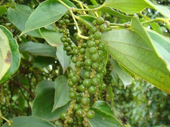 Bộ Công Thương gỡ vướng xuất xứ nông sản không hóa đơn