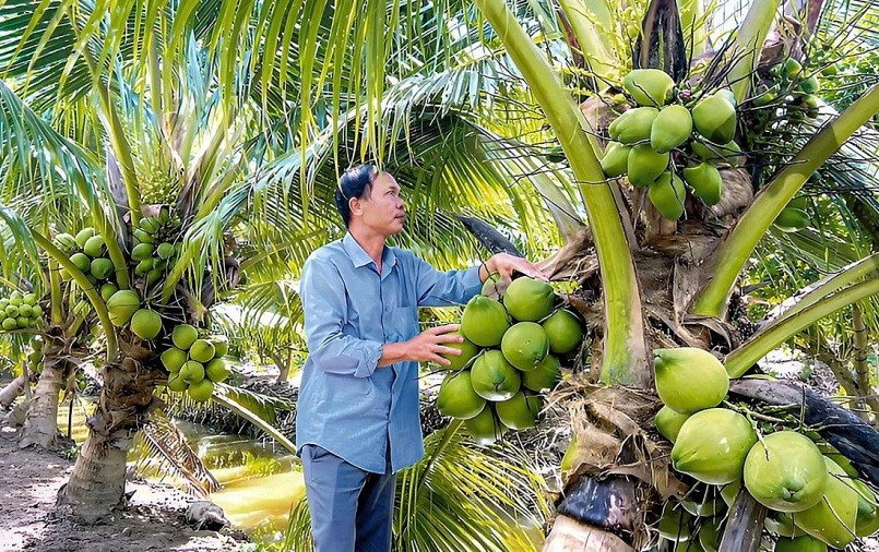 Gia nhập “câu lạc bộ tỉ đô”: Cuộc đua mới của trái cây Việt Gia nhập “câu lạc bộ tỉ đô”: Cuộc đua mới của trái cây Việt