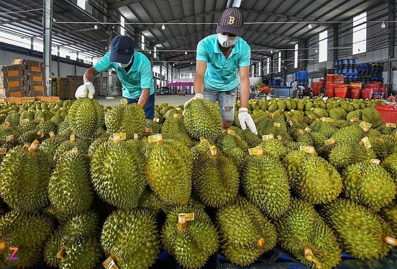 Gia nhập “câu lạc bộ tỉ đô”: Cuộc đua mới của trái cây Việt Gia nhập “câu lạc bộ tỉ đô”: Cuộc đua mới của trái cây Việt