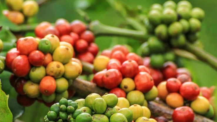 Giá cà phê nội địa "vượt mặt" thế giới, doanh nghiệp Việt "đau đầu" với thuế GTGT