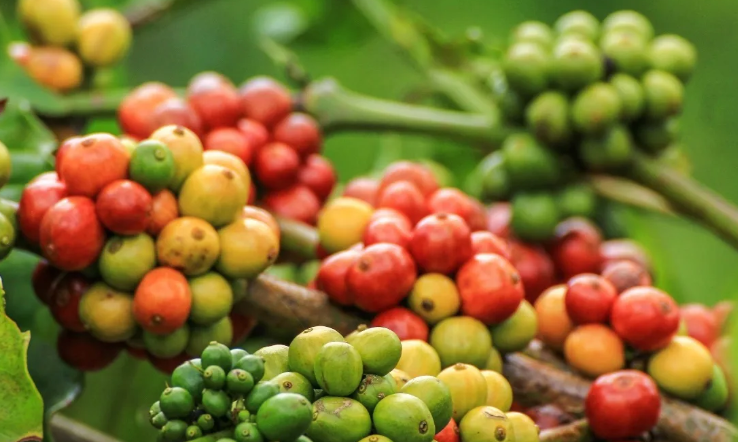 Giá cà phê nội địa "vượt mặt" thế giới, doanh nghiệp Việt "đau đầu" với thuế GTGT