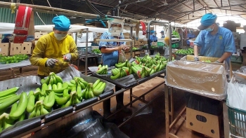 Giải bài toán thủ tục: Giữ thị trường, xây thương hiệu nông sản