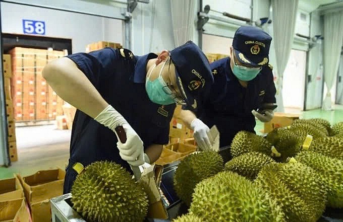 Cán bộ kiểm dịch kiểm tra chất lượng nông sản tại cửa khẩu trước khi xuất khẩu – công đoạn quan trọng nhưng còn nhiều bất cập về thủ tục. Cán bộ kiểm dịch kiểm tra chất lượng nông sản tại cửa khẩu trước khi xuất khẩu – công đoạn quan trọng nhưng còn nhiều bất cập về thủ tục.