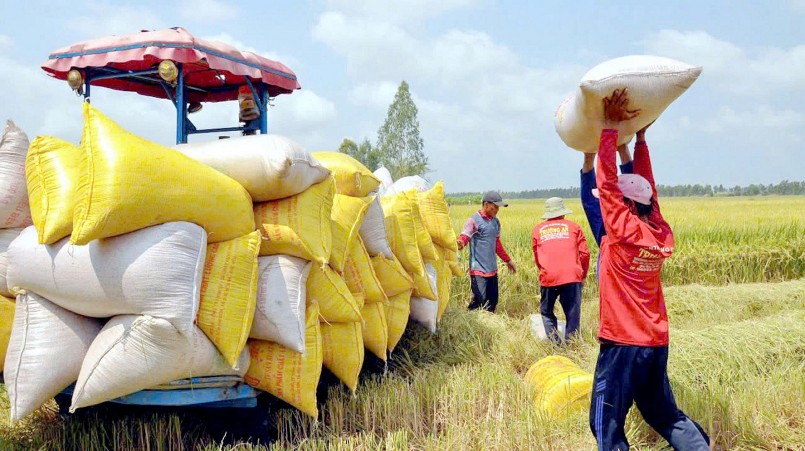 Từ bàn đàm phán đến bàn ăn: Gạo Việt mở rộng “con đường xuất khẩu”