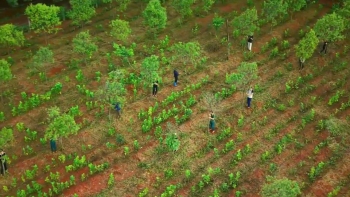 Gia Lai trồng 100 triệu cây đàn hương: Kỳ vọng “vàng xanh” thay đổi vùng biên