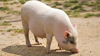 Heo hơi chững giá, thị trường chăn nuôi đối mặt rủi ro