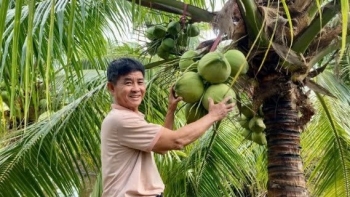 Lão nông biến đất phèn thành vựa dừa sáp, mở ra hướng làm giàu mới