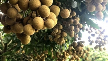 Người giữ hồn cho đặc sản nhãn cổ đất Phố Hiến