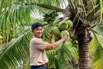 Lão nông biến đất phèn thành vựa dừa sáp, mở ra hướng làm giàu mới