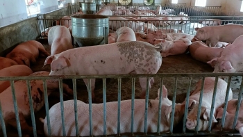 Giá heo hơi tăng trở lại, dịch bệnh vẫn là mối lo chính