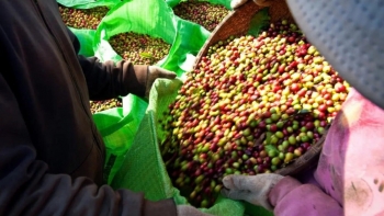 Giá cà phê vươn tới mốc 100.000 đồng/kg bất chấp thế giới hạ nhiệt