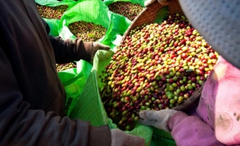 Giá cà phê vươn tới mốc 100.000 đồng/kg bất chấp thế giới hạ nhiệt