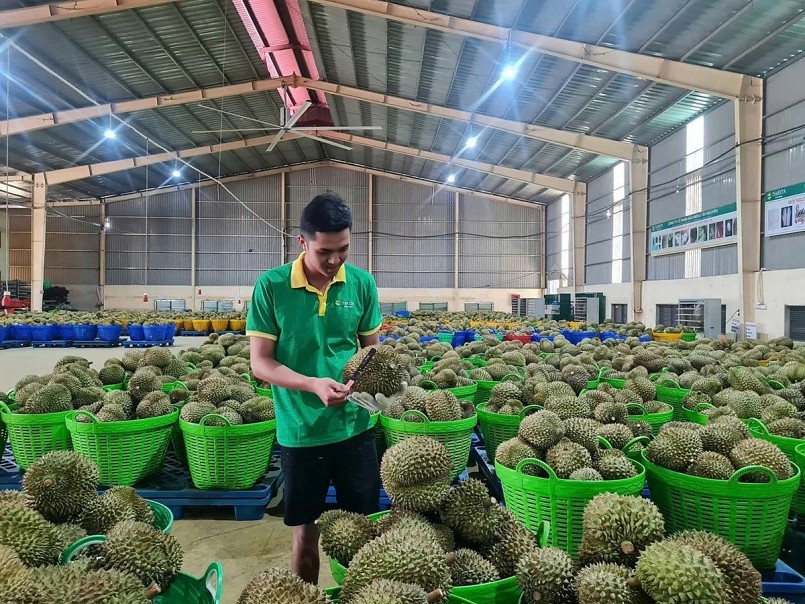Doanh nghiệp siết chặt khâu kiểm tra chất lượng sầu riêng trước khi xuất khẩu, nhằm đáp ứng yêu cầu ngày càng khắt khe từ các thị trường.