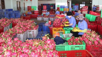 Xuất khẩu nông sản gặp nút thắt thuế GTGT