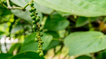 Ngành hồ tiêu 'kêu cứu' vì thuế VAT: Bài toán nghịch lý thu 1 đồng, hoàn 39 đồng