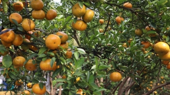 Sau sáp nhập, OCOP “mắc kẹt” giữa khoảng trống pháp lý