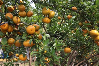 Sau sáp nhập, OCOP “mắc kẹt” giữa khoảng trống pháp lý