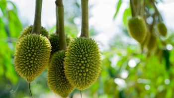 Sầu riêng Việt Nam trước bước ngoặt lớn: Chuẩn hóa chất lượng để vươn xa